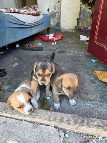 Zithia, rescuehund i Rumänien, bild 6