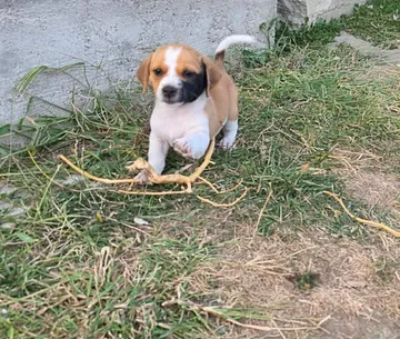 Cindy, rescuehund i Rumänien, bild 13
