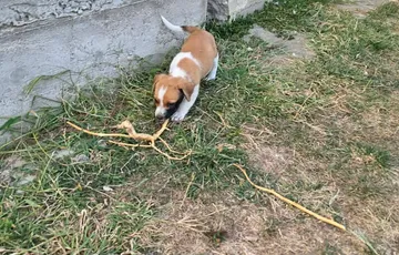 Cindy, rescuehund i Rumänien, bild 14