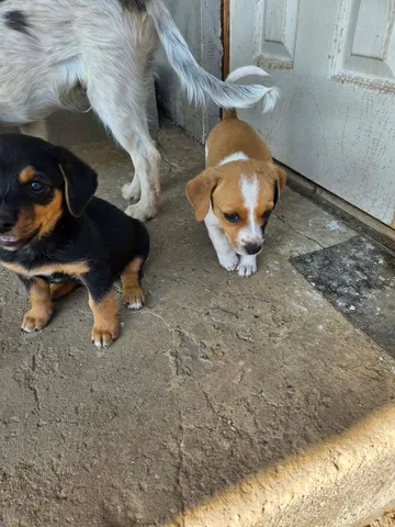 Ruben, rescuehund i Rumänien, bild 2