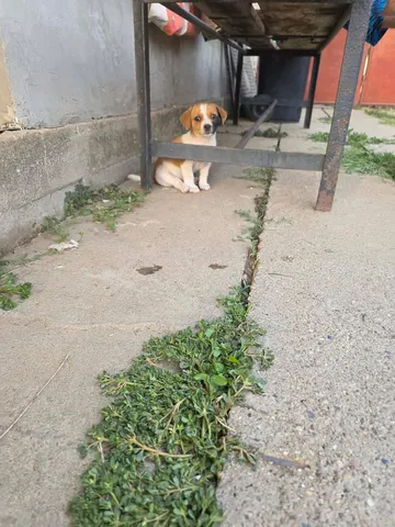 Cindy, rescuehund i Rumänien, bild 16