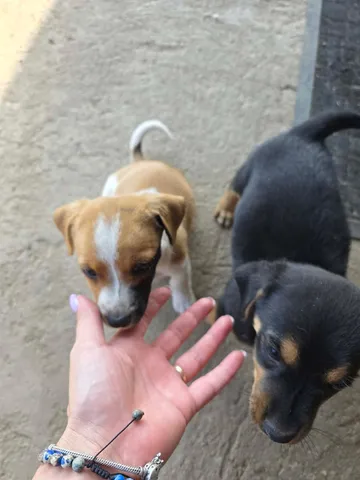 Cindy, rescuehund i Rumänien, bild 17