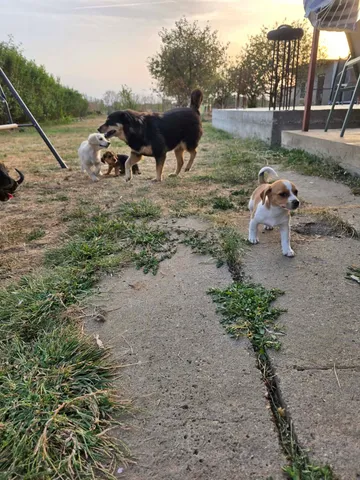 Cindy, rescuehund i Rumänien, bild 18