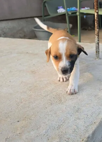 Cindy, rescuehund i Rumänien, bild 19