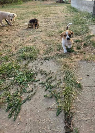 Cindy, rescuehund i Rumänien, bild 20