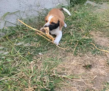 Cindy, rescuehund i Rumänien, bild 21