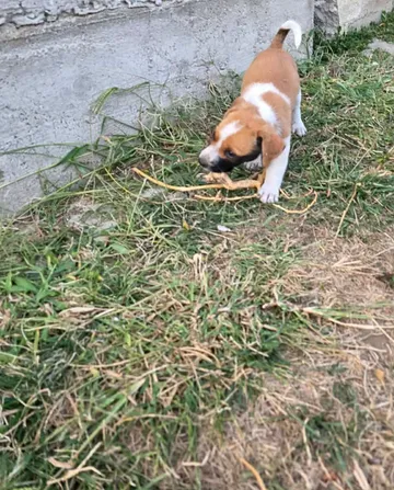 Cindy, rescuehund i Rumänien, bild 22