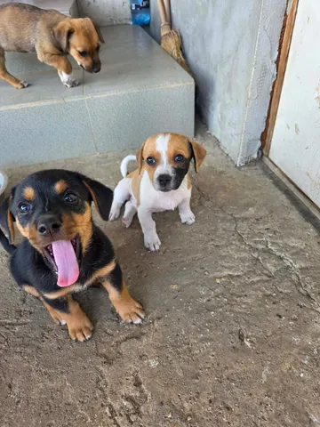 Ruben, rescuehund i Rumänien, bild 5
