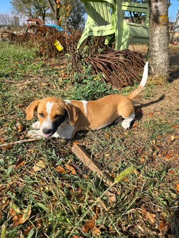 Cindy, rescuehund i Rumänien, bild 24