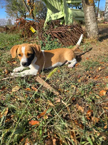 Cindy, rescuehund i Rumänien, bild 25