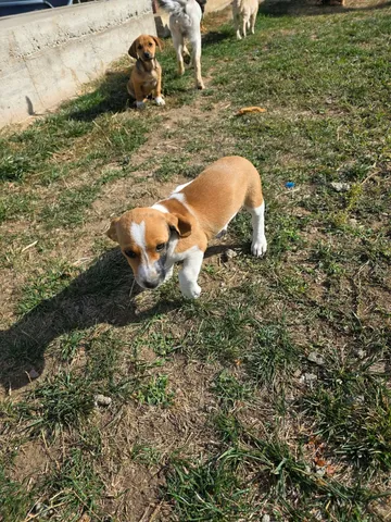 Cindy, rescuehund i Rumänien, bild 26