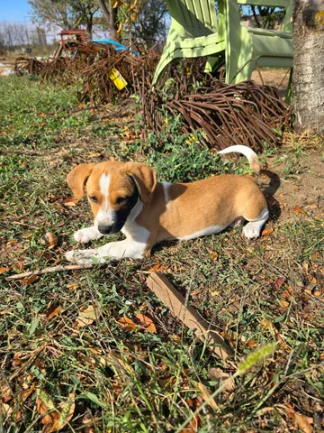 Cindy, rescuehund i Rumänien, bild 27