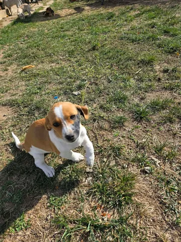 Cindy, rescuehund i Rumänien, bild 28