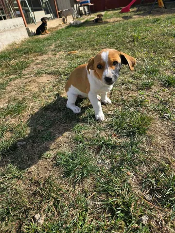 Cindy, rescuehund i Rumänien, bild 29
