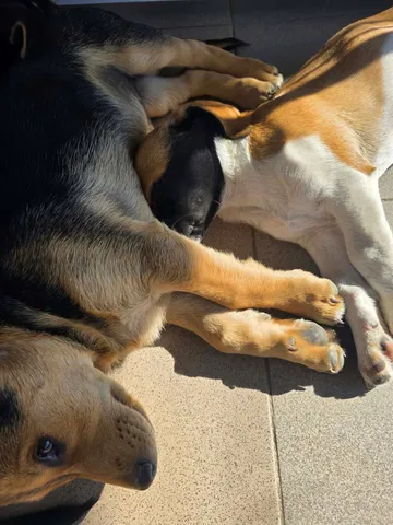 Cindy, rescuehund i Rumänien, bild 30