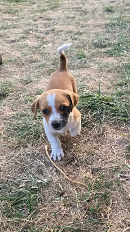 Cindy, rescuehund i Rumänien, bild 1