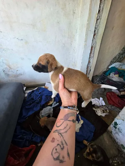 Cindy, rescuehund i Rumänien, bild 3