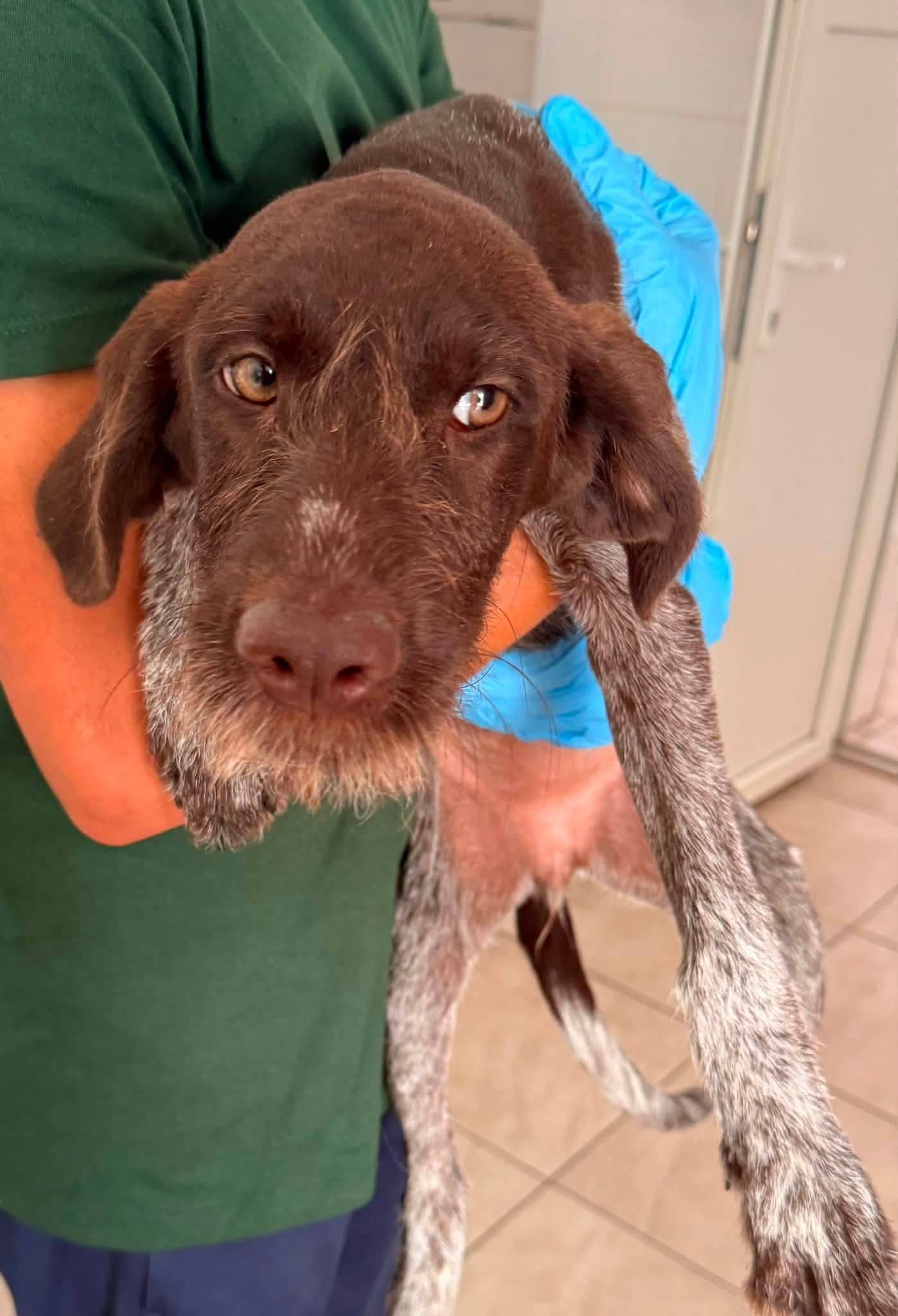Cookie, rescuehund i Rumänien, bild 1