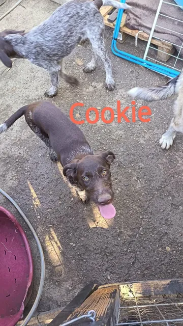 Cookie, rescuehund i Rumänien, bild 3