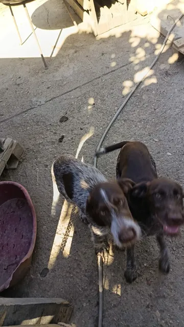 Cookie, rescuehund i Rumänien, bild 4