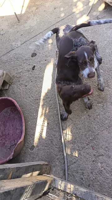 Cookie, rescuehund i Rumänien, bild 5