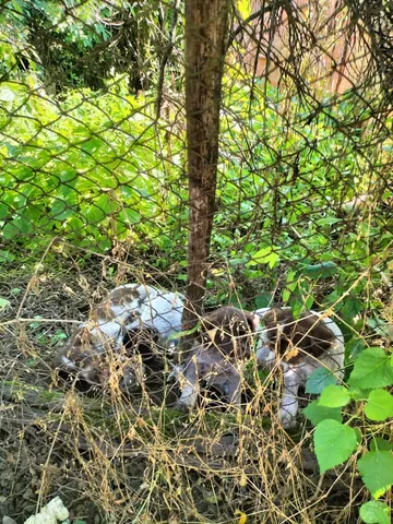 Cookie, rescuehund i Rumänien, bild 6