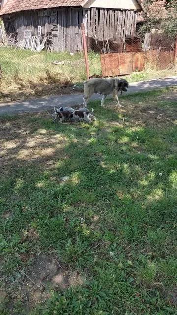 Cookie, rescuehund i Rumänien, bild 8