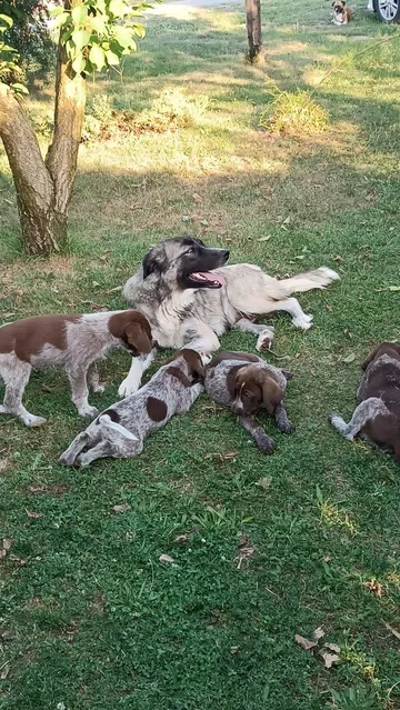 Cookie, rescuehund i Rumänien, bild 9