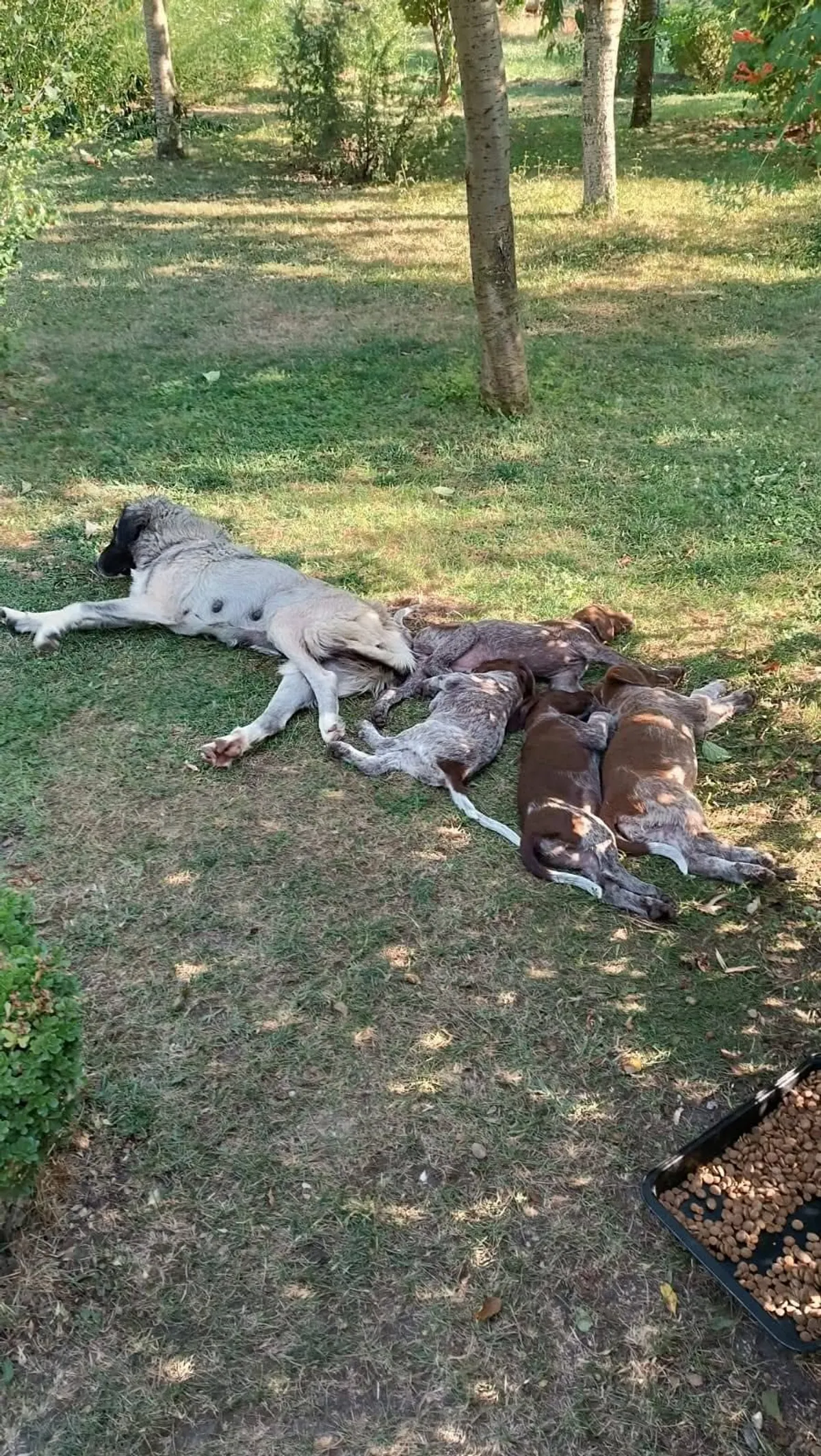 Cookie, vorsteh-/pointertyp och karpatisk herdehundsmix som söker hem via Ohana Rescue och finns i Rumänien