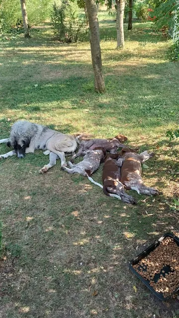 Cookie, rescuehund i Rumänien, bild 11