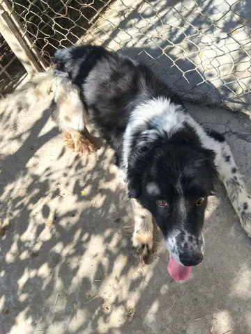 Daisy, rescuehund i Rumänien, bild 1