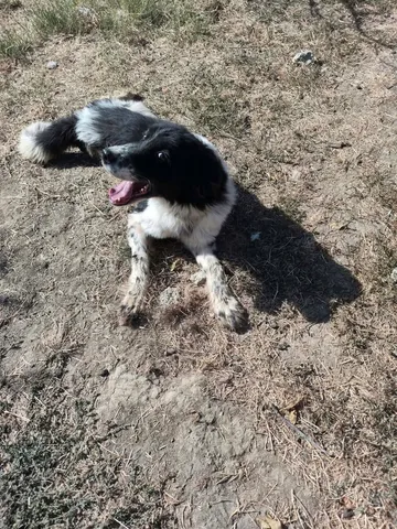 Daisy, rescuehund i Rumänien, bild 2