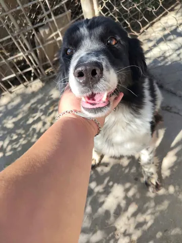 Daisy, rescuehund i Rumänien, bild 3