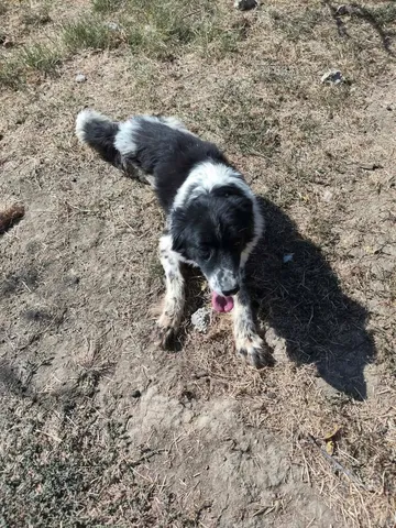 Daisy, rescuehund i Rumänien, bild 4