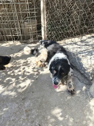 Daisy, rescuehund i Rumänien, bild 5