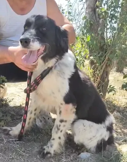 Daisy, rescuehund i Rumänien, bild 2