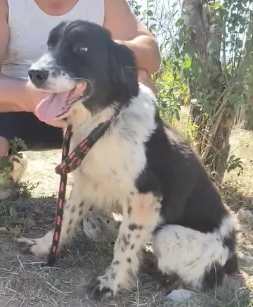 Daisy, rescuehund i Rumänien, bild 7