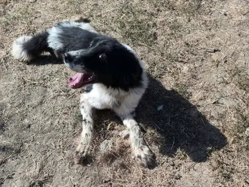 Daisy, rescuehund i Rumänien, bild 8