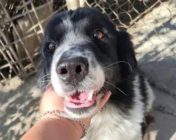 Daisy, rescuehund i Rumänien, bild 9