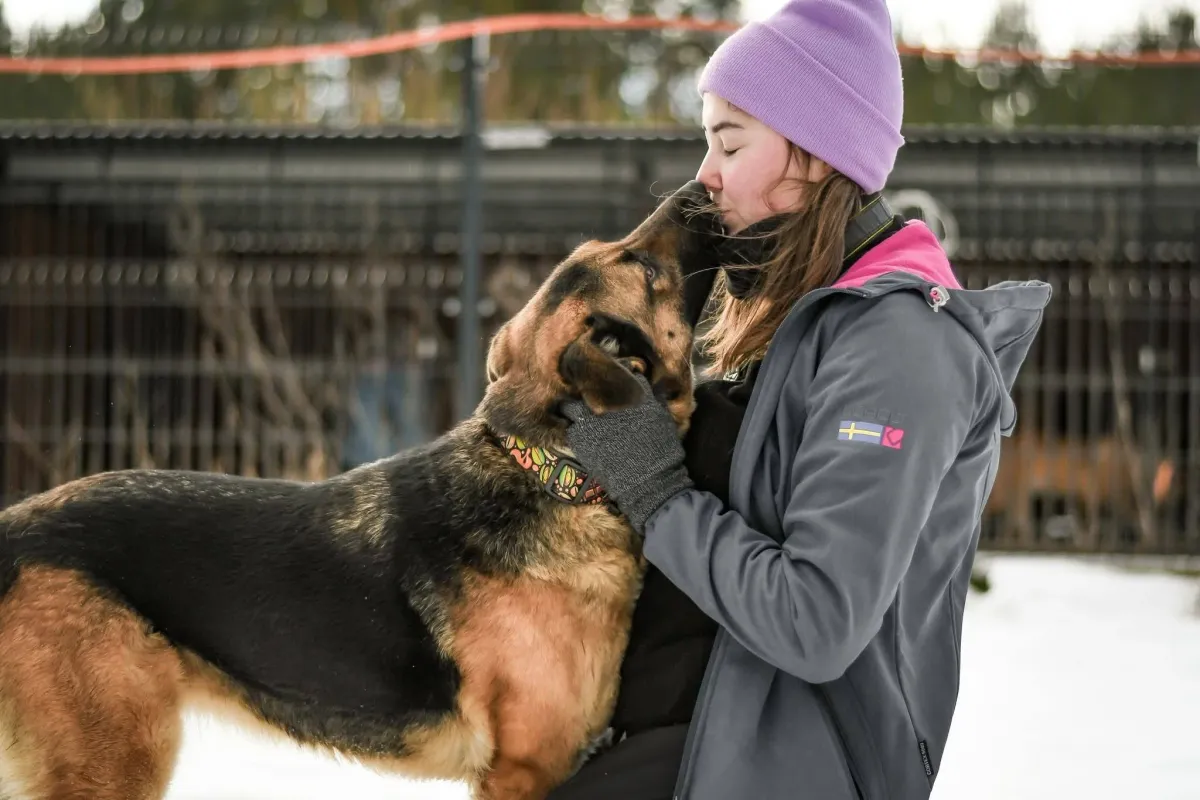 Didi, profilbild för omplaceringshund