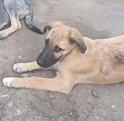 Dixon, rescuehund i Rumänien, bild 2