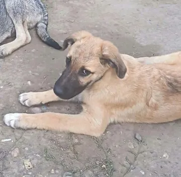 Dixon, rescuehund i Rumänien, bild 4