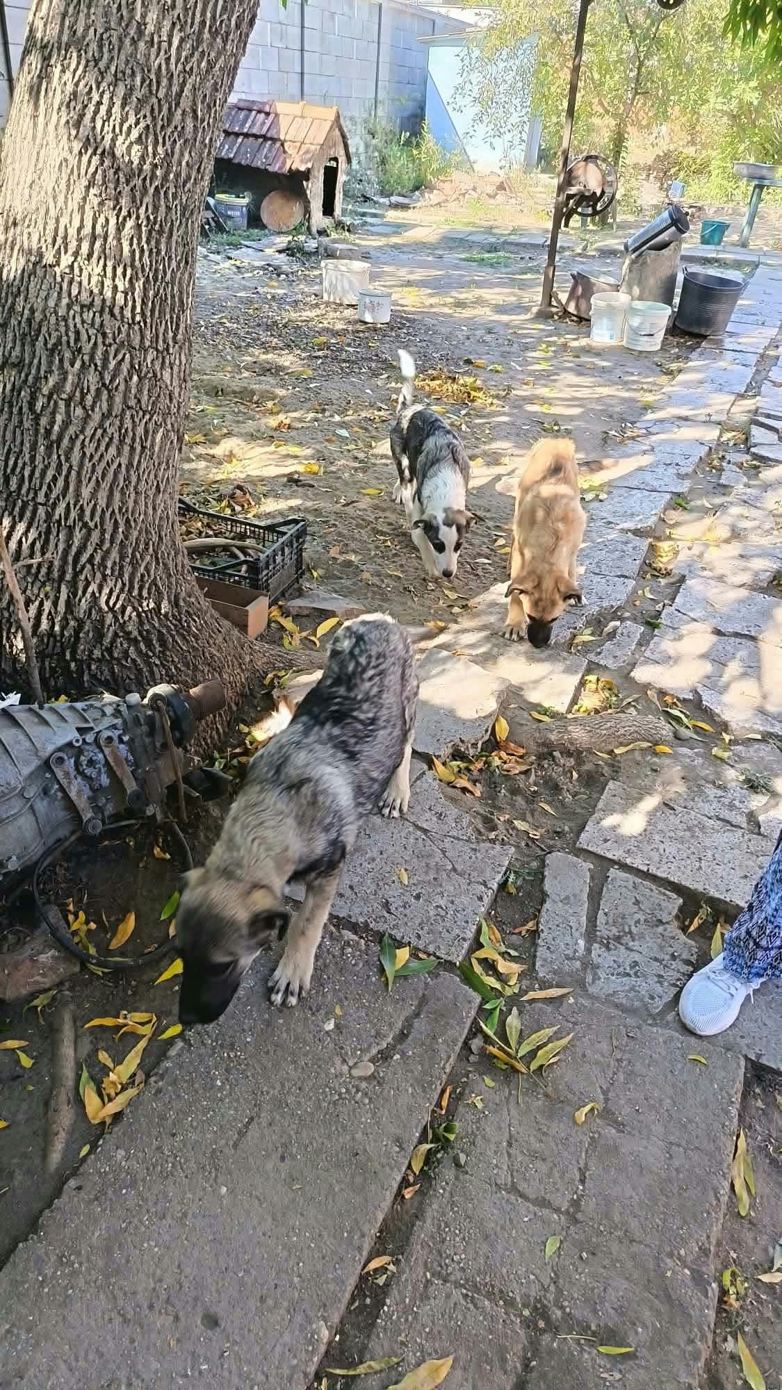 Maggie, rescuehund i Rumänien, bild 1