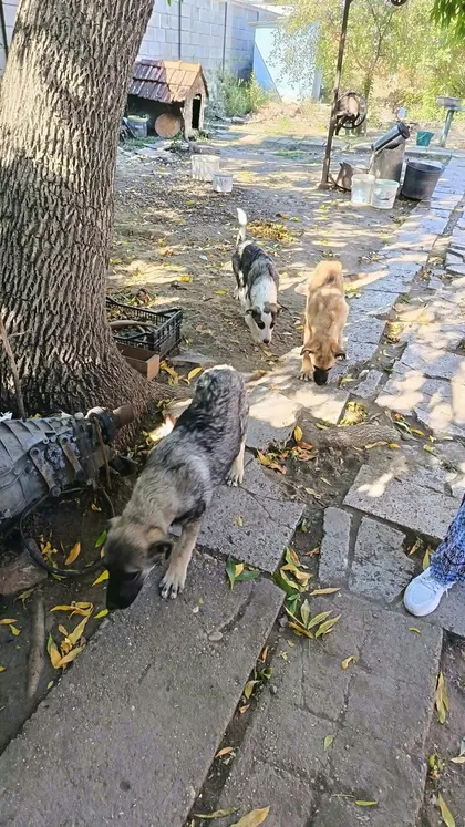 Maggie, rescuehund i Rumänien, bild 1