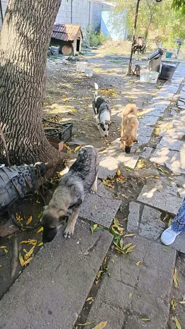 Morgan, rescuehund i Rumänien, bild 2