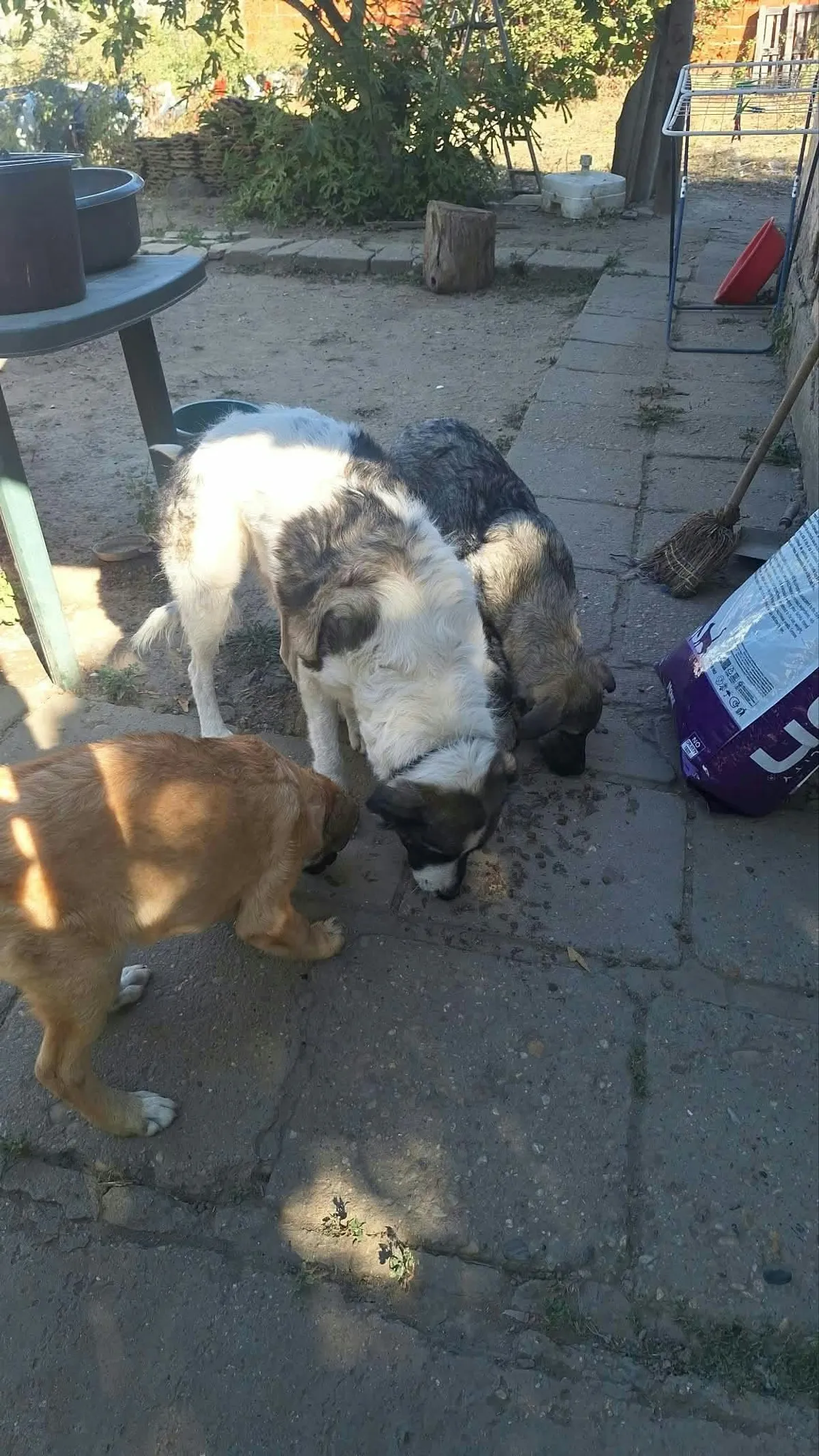 Dixon, blandras som söker hem via Ohana Rescue och finns i Rumänien