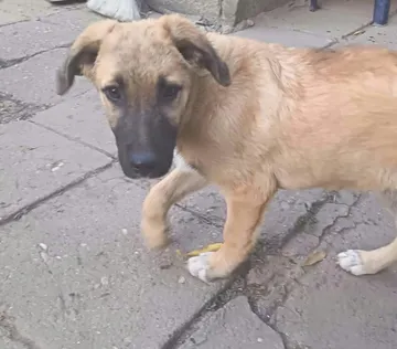 Dixon, rescuehund i Rumänien, bild 5