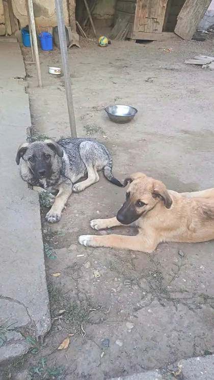 Morgan, rescuehund i Rumänien, bild 3