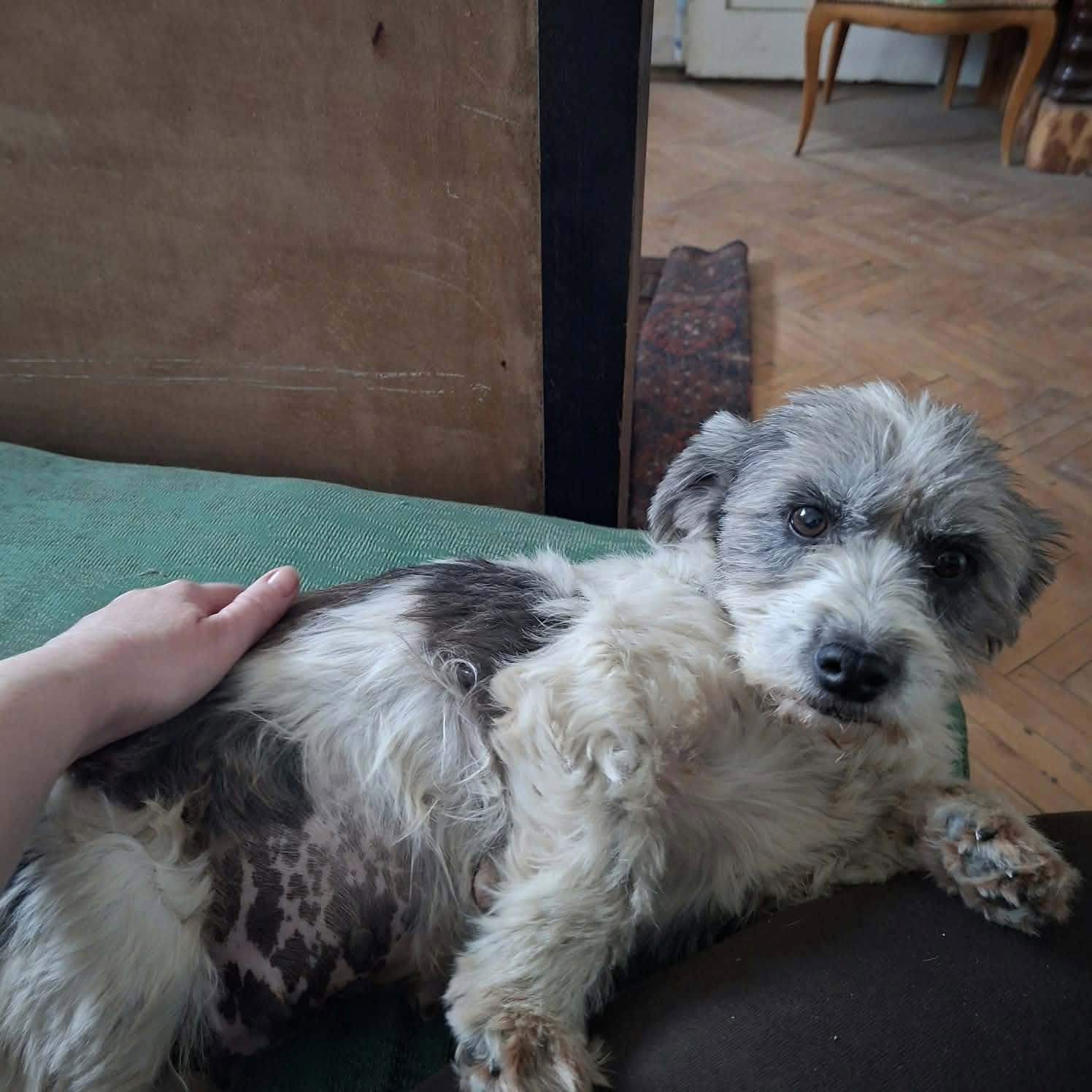 Dolly, rescuehund i Rumänien, bild 1