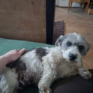 Dolly, rescuehund i Rumänien, bild 1